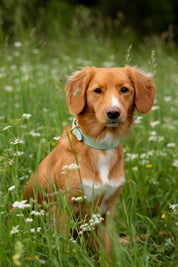 Collare per Cani Sottile Verde Menta
