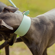 Collare Largo per Cani Menta