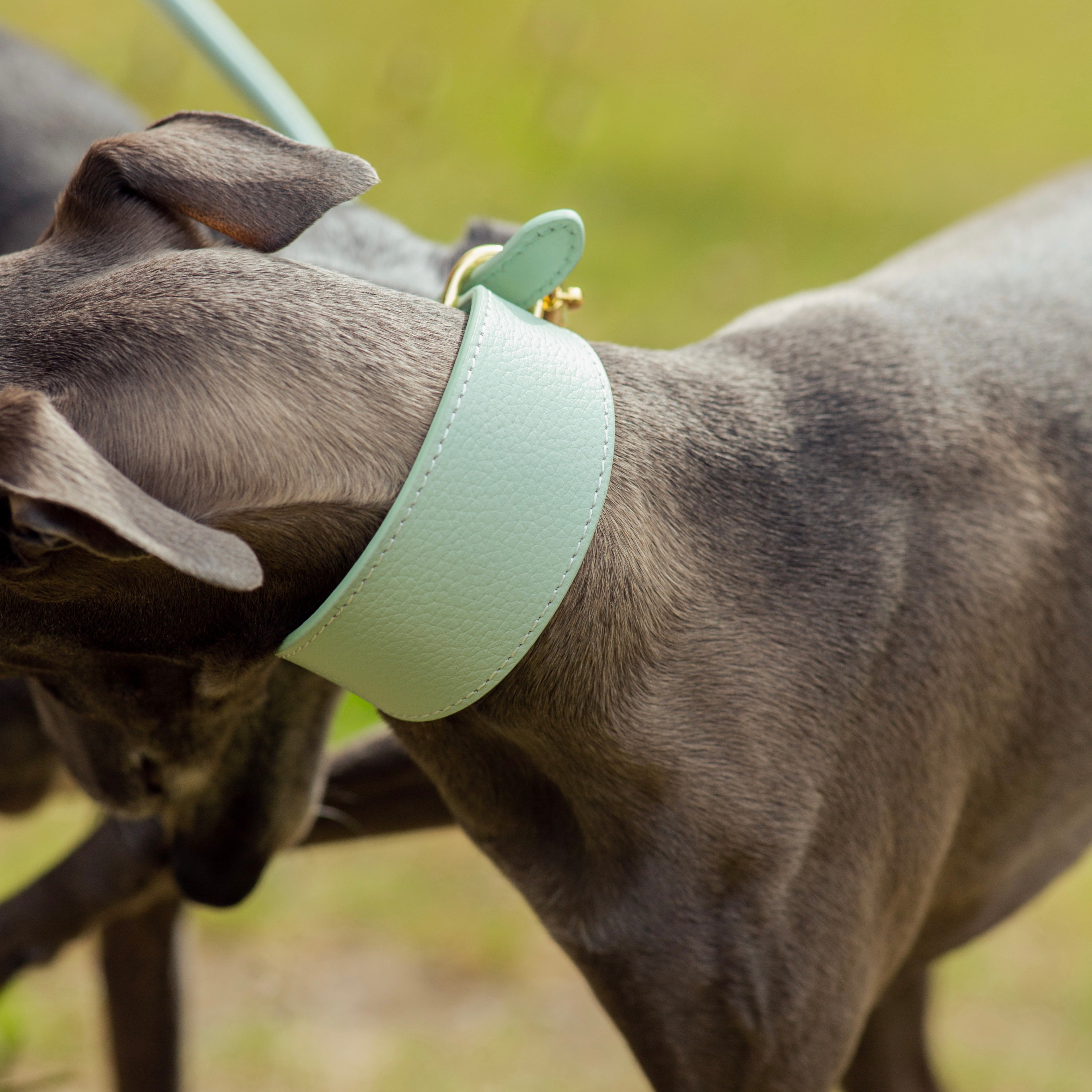 Collare Largo per Cani Menta