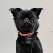 Collare d'amore per cani sottile