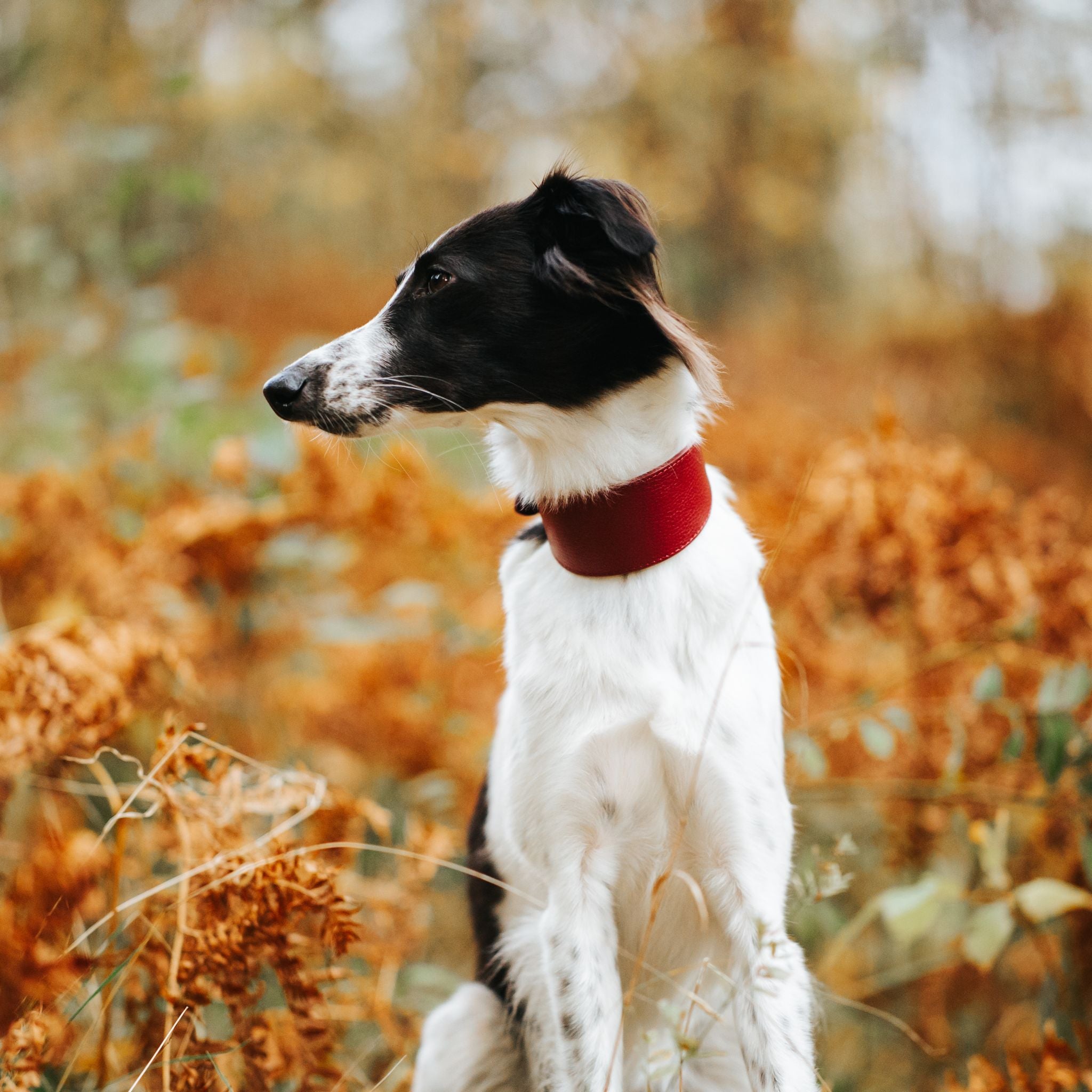 Collare per Cani Largo Borgogna