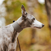 Collare per Cani Largo a Spina di Pesce Beige