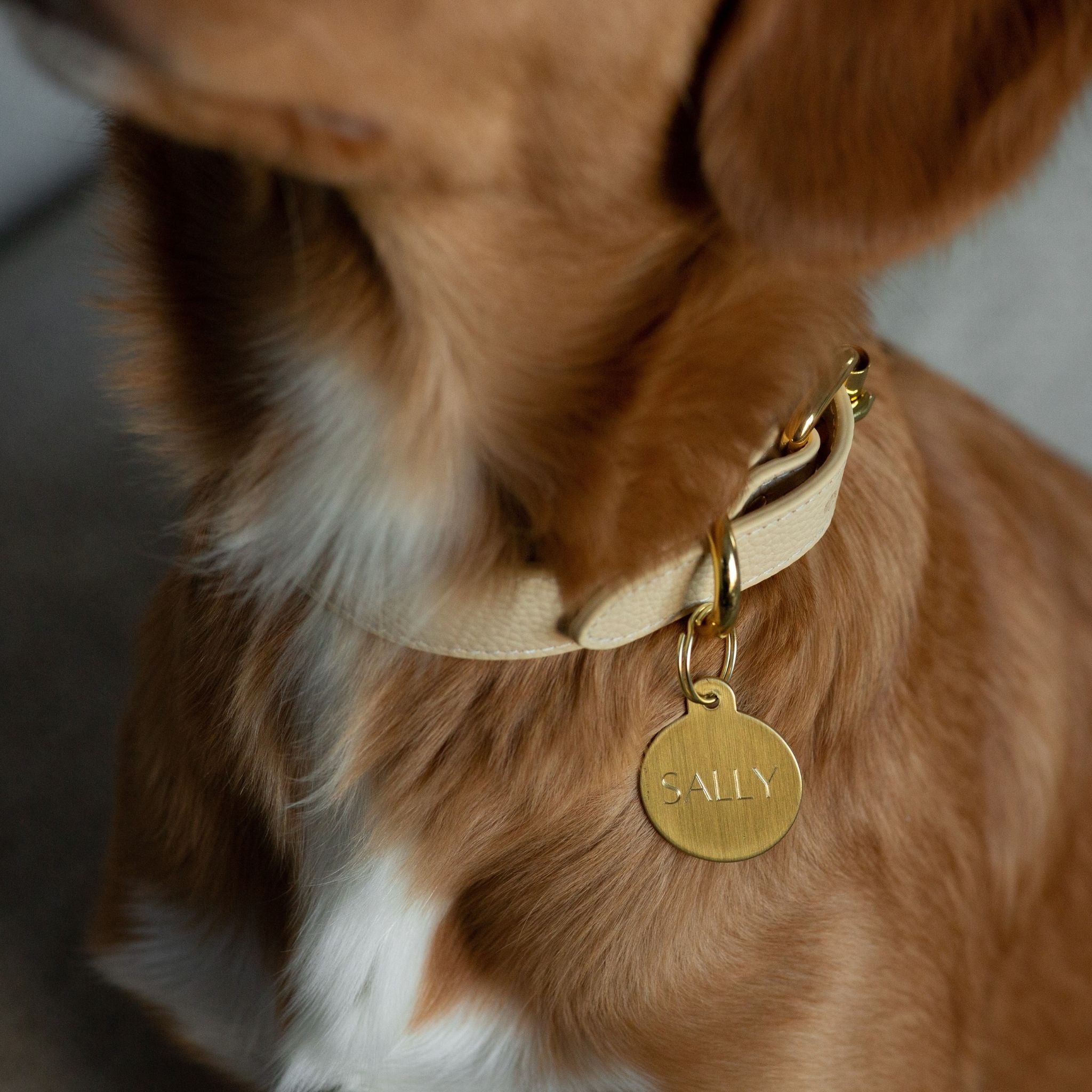 Collare per Cani Beige Sottile