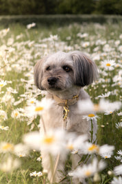 Collare per Cani Beige Sottile