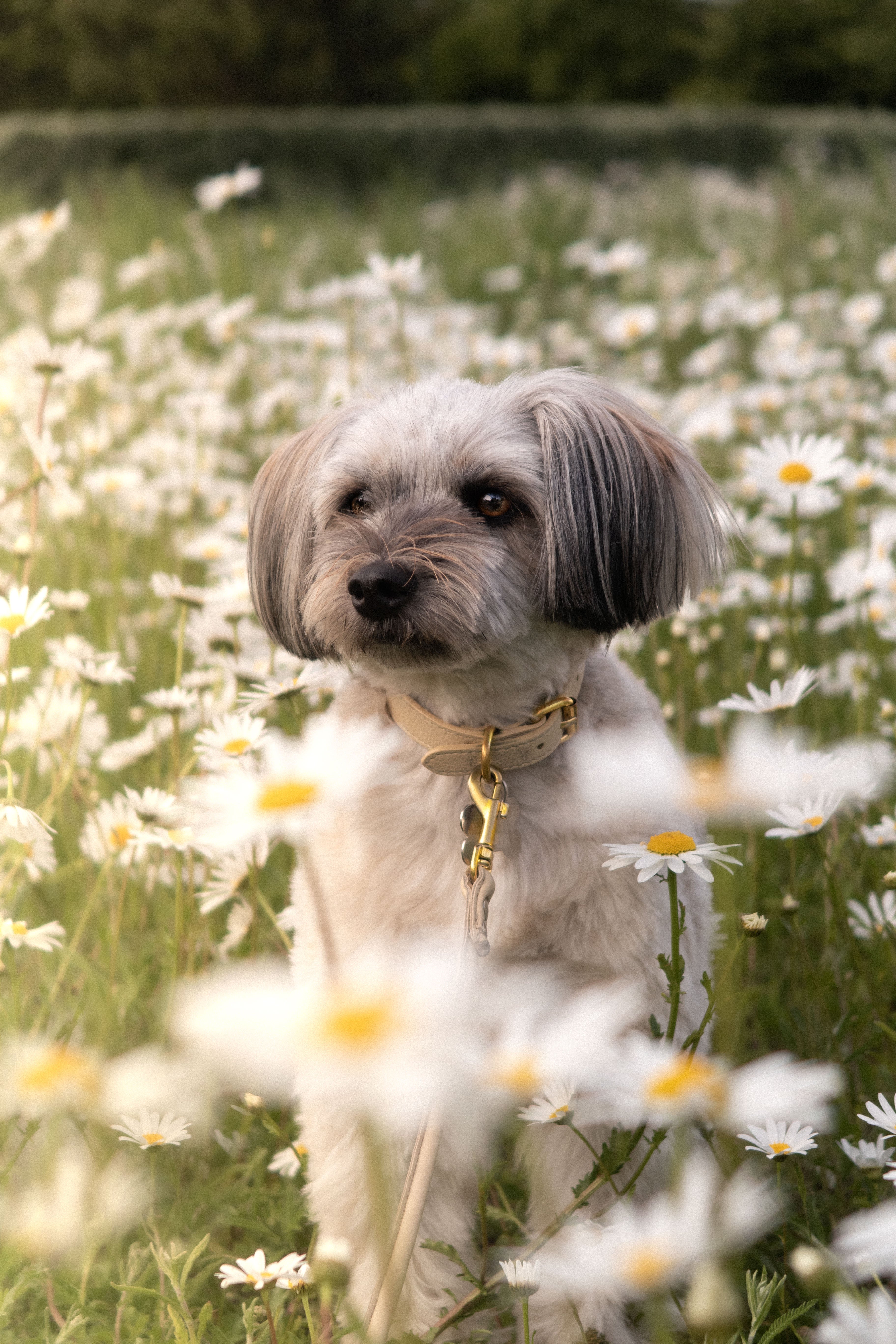 Collare per Cani Beige Sottile