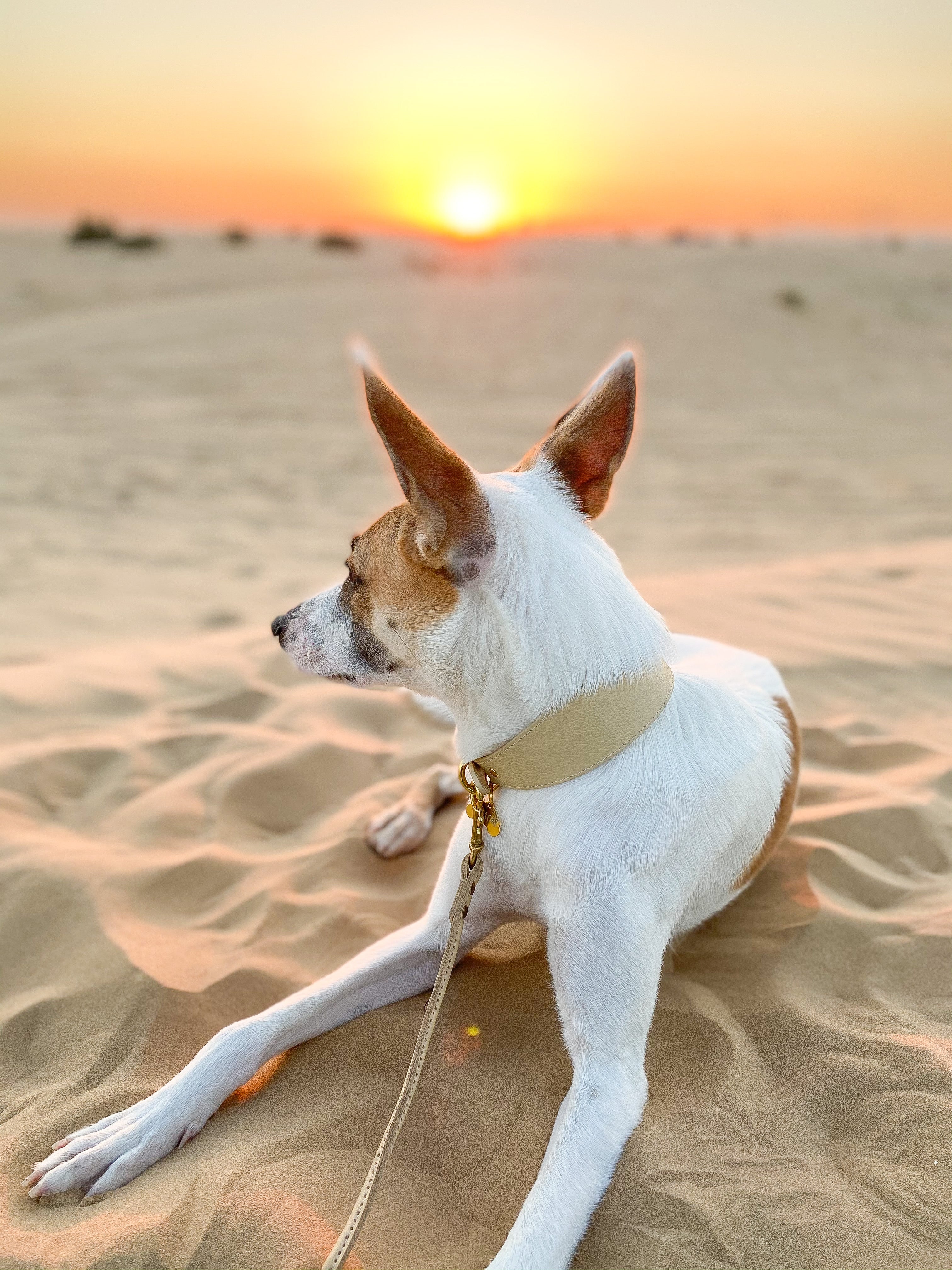 Guinzaglio Beige per Cani