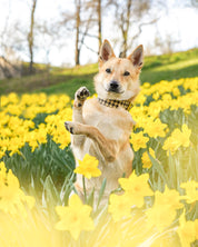Collare per Cani Largo a Spina di Pesce Beige