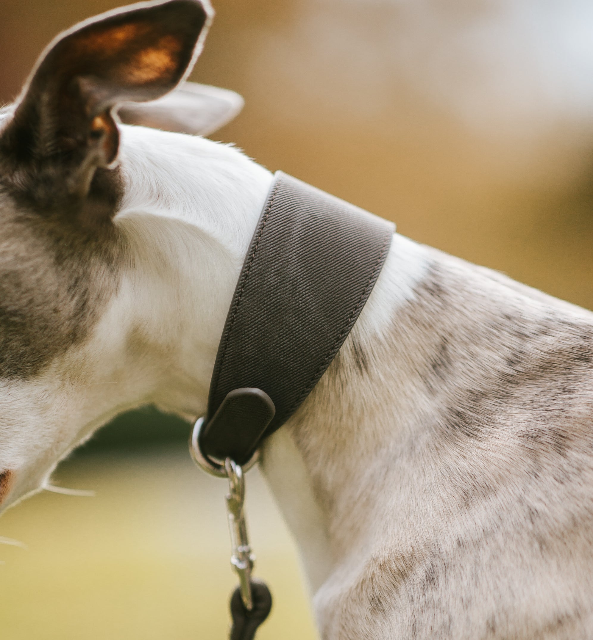 Collare per cani in denim nero largo