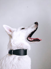 Collare largo per cani nero