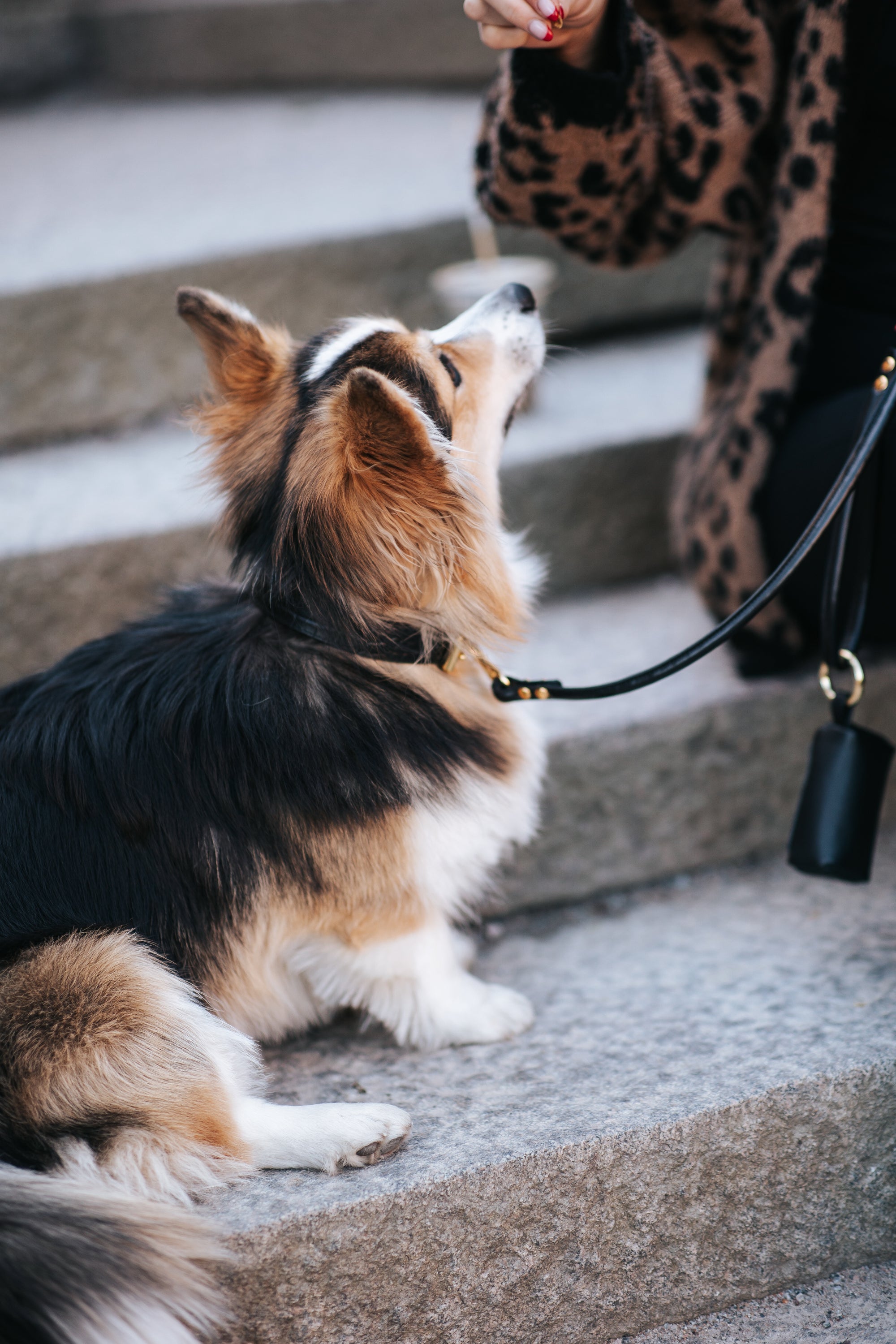 Guinzaglio Nero per Cani