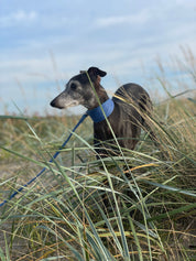 Collare per Cani in Denim Blu Largo
