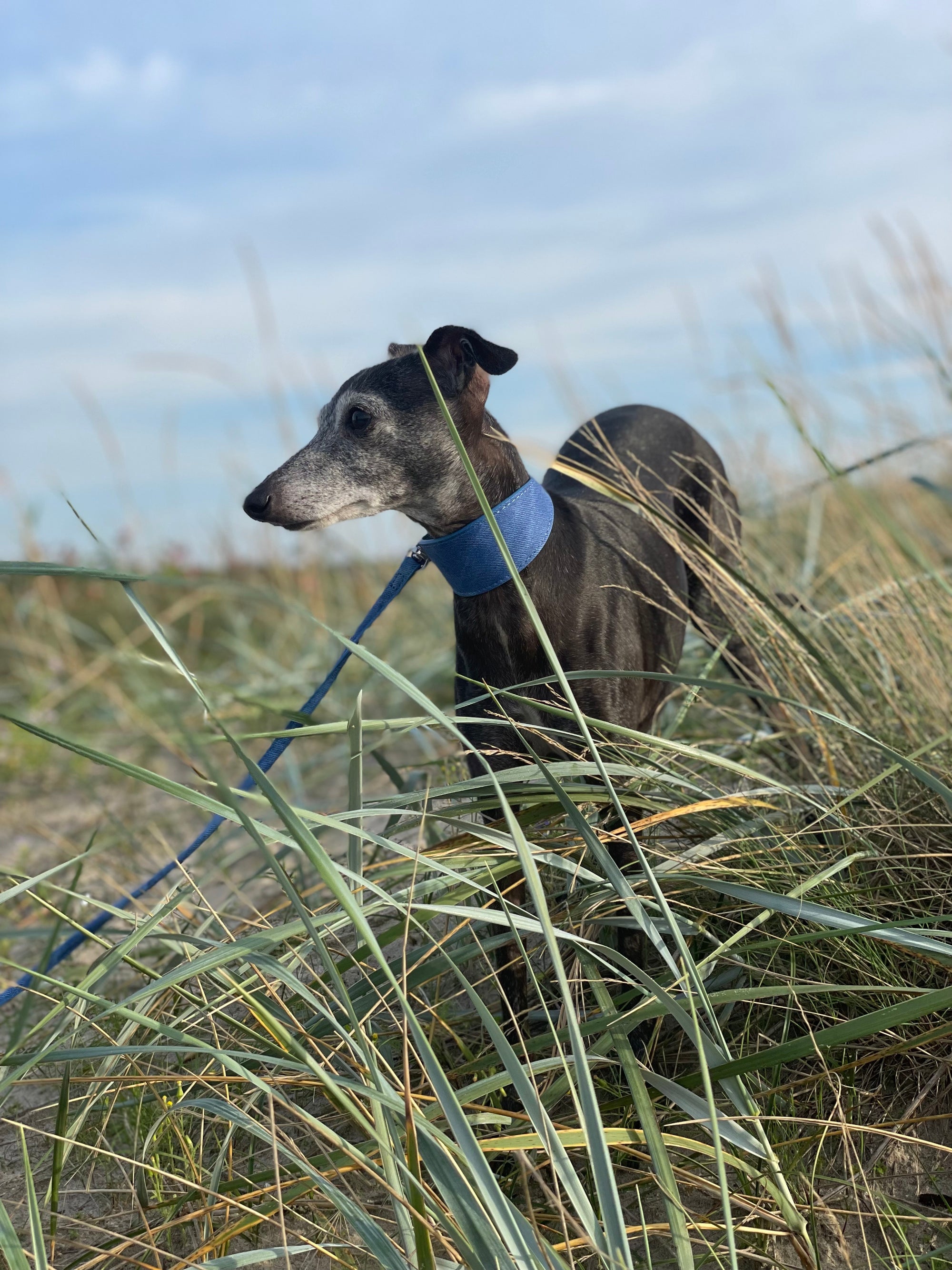 Collare per Cani in Denim Blu Largo