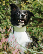 Collare Largo per Cani Verde Pastello Croco