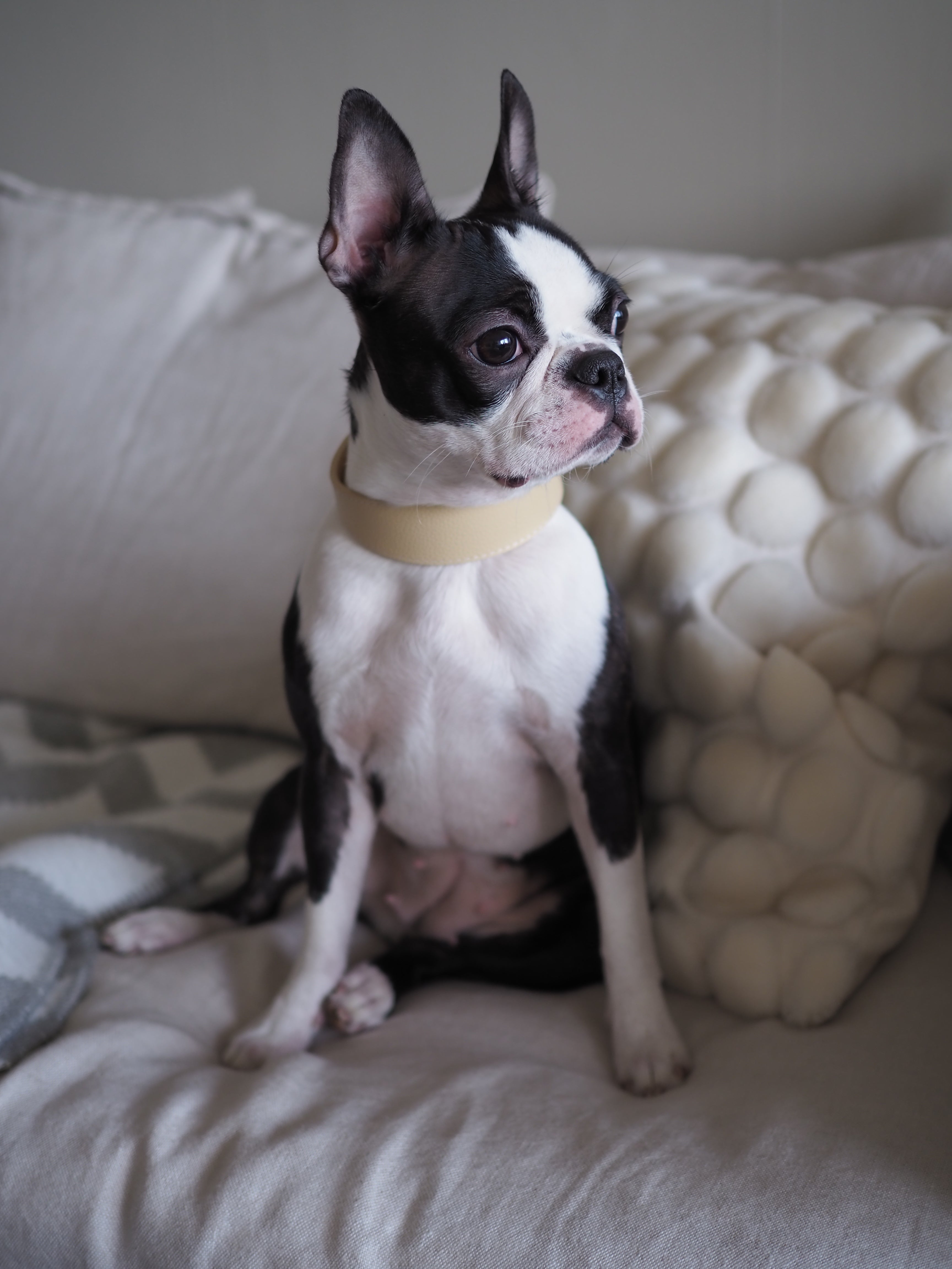 Collare Largo per Cani Beige