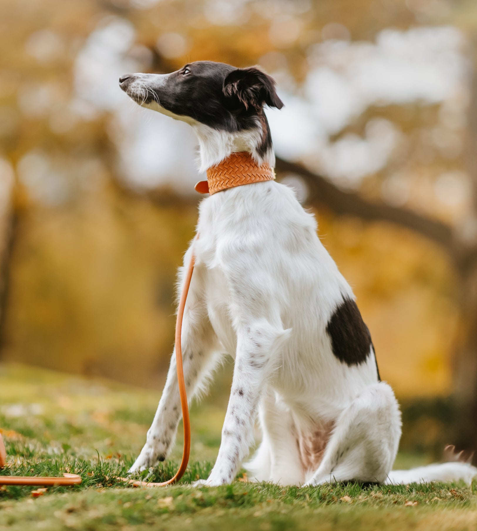 Collare per cani intrecciato marrone largo