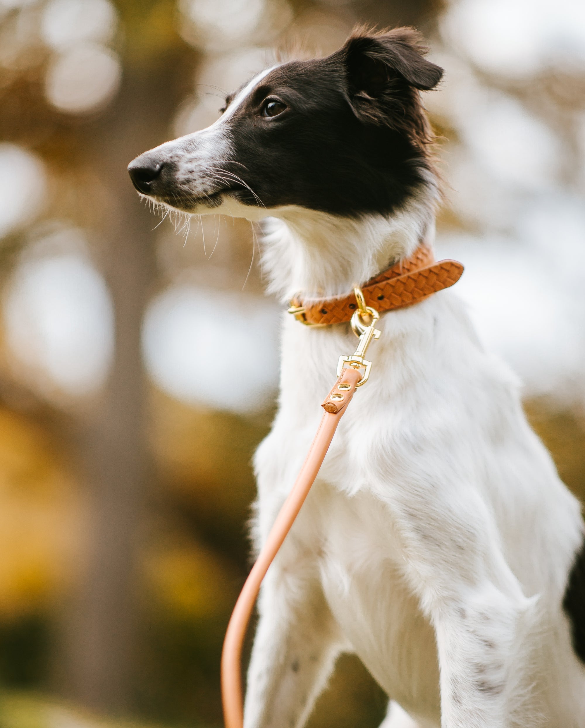 Guinzaglio per cani marrone