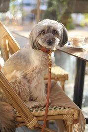 Collare per cani intrecciato marrone largo