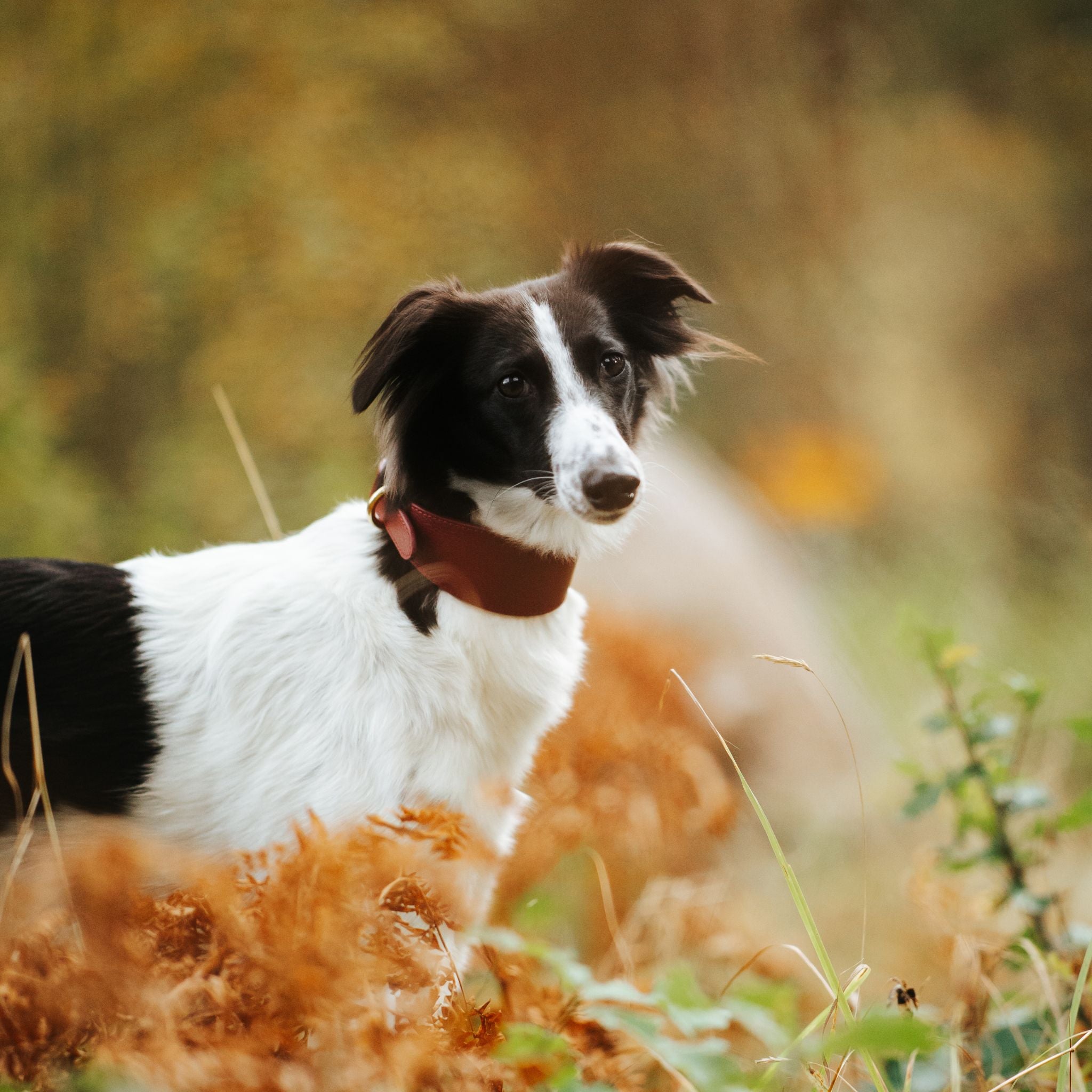 Collare per Cani Largo Borgogna
