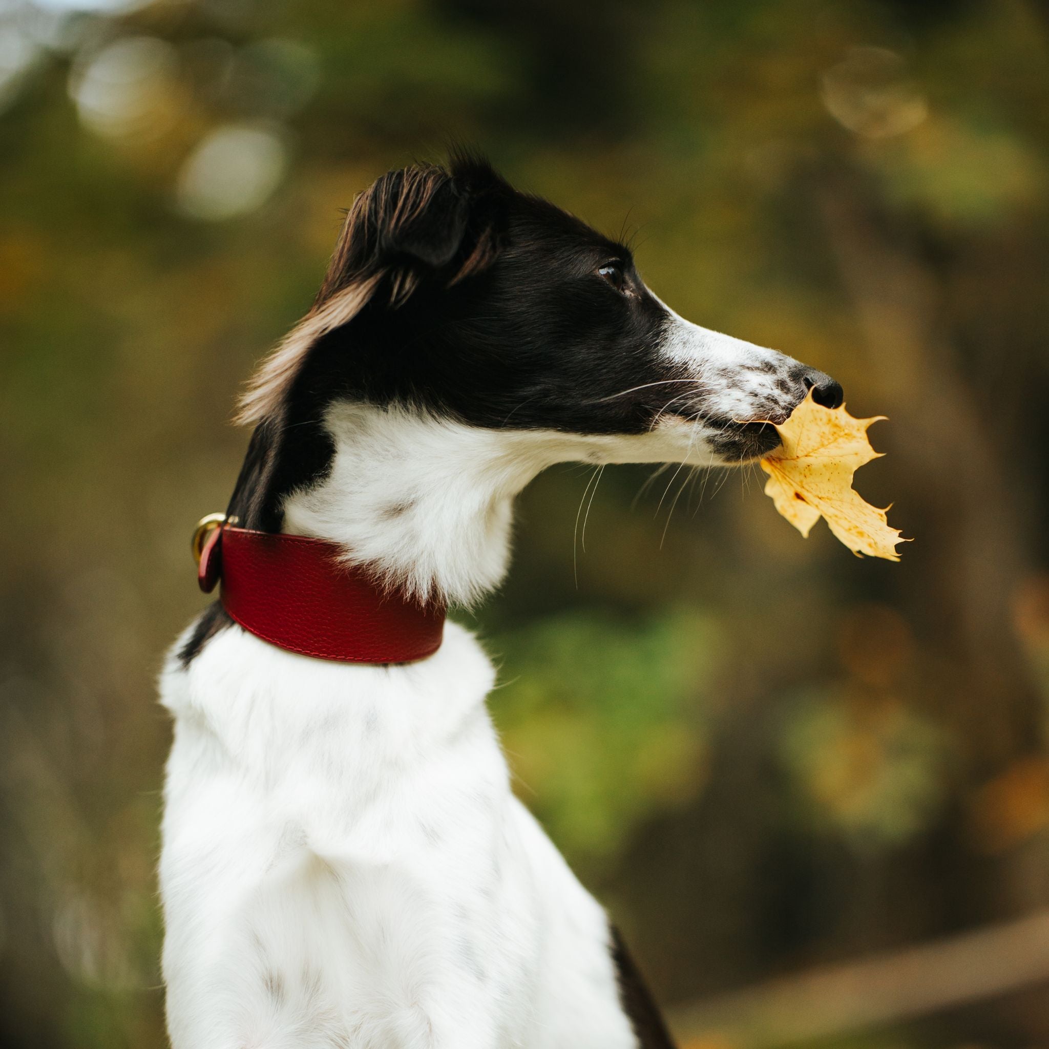 Collare per Cani Largo Borgogna