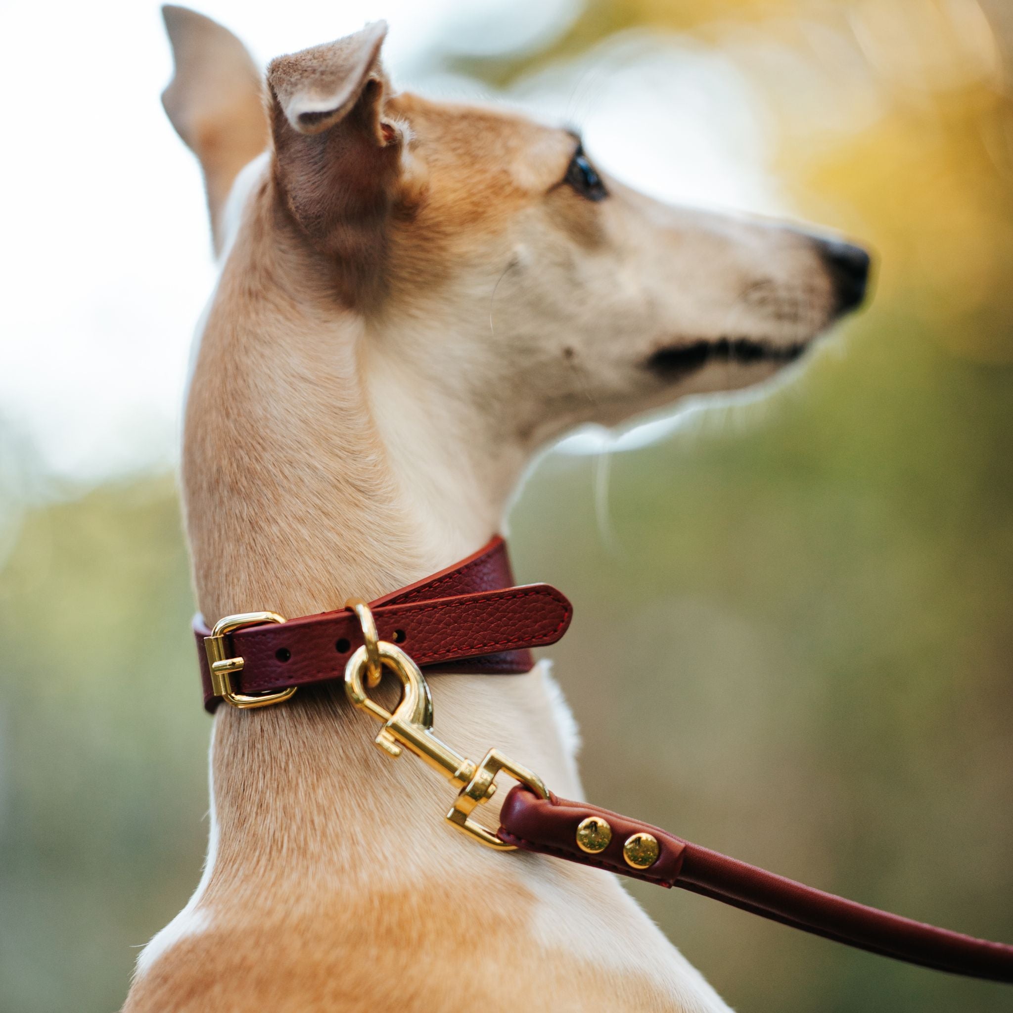 Collare per Cani Largo Borgogna