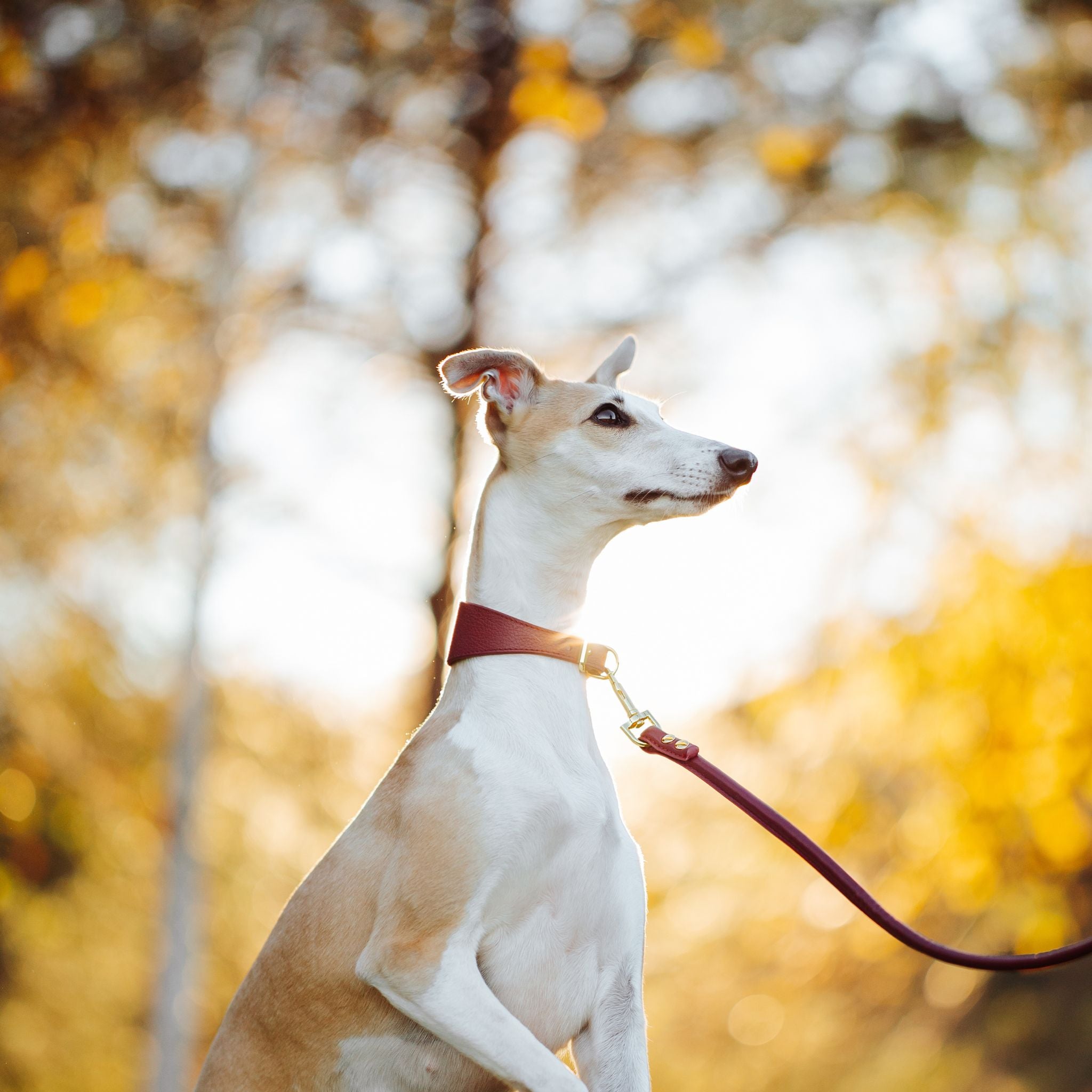 Guinzaglio per Cane Bordeaux
