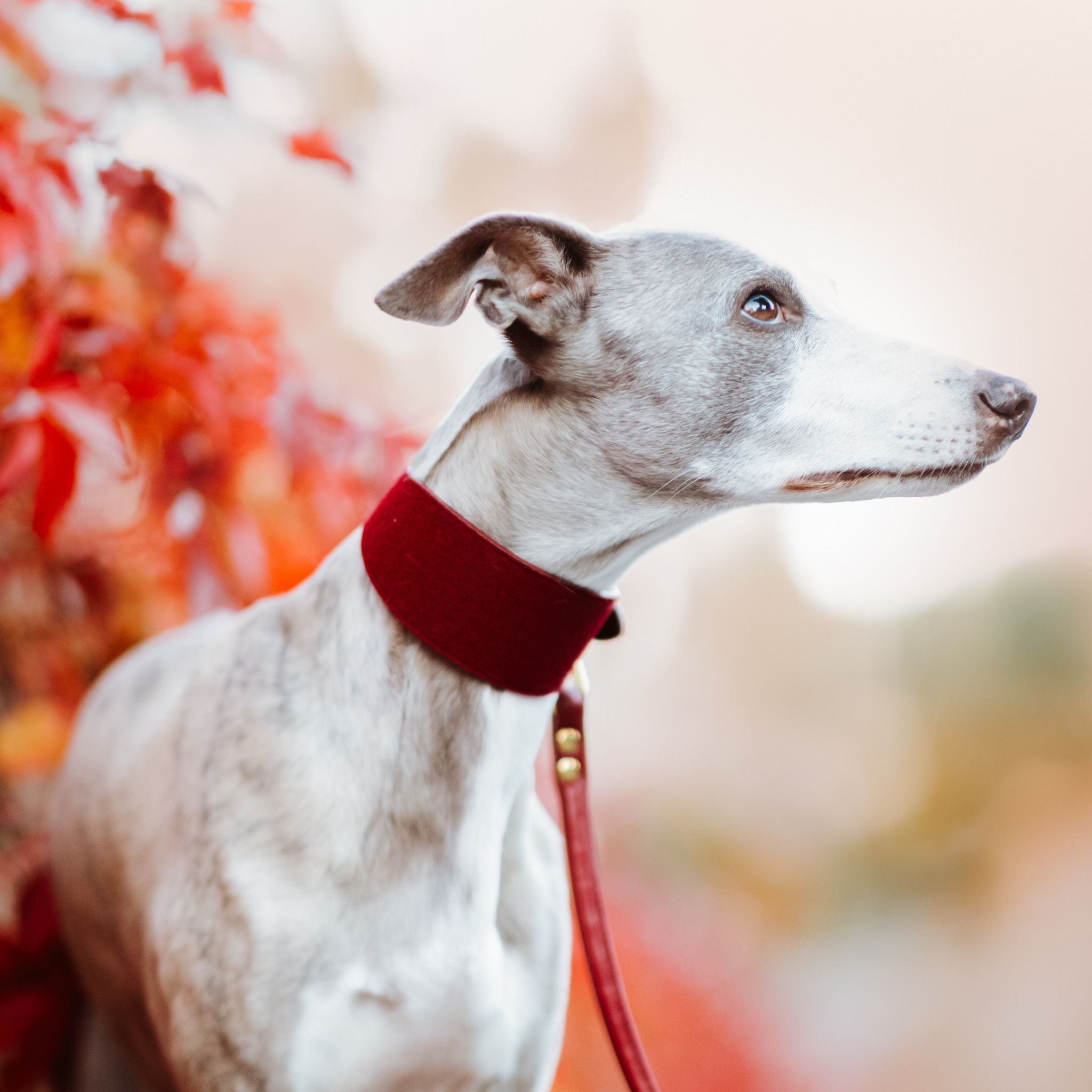 Guinzaglio per Cane Bordeaux