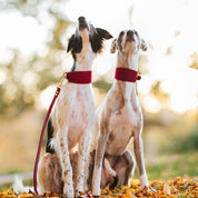 Guinzaglio per Cane Bordeaux