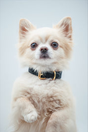 Collare per Cani Sottile in Pelle Nera effetto Coccodrillo