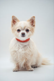 Collare per Cani Sottile Cognac