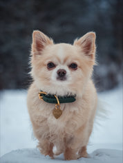 Collare per Cani Verde Scuro Sottile