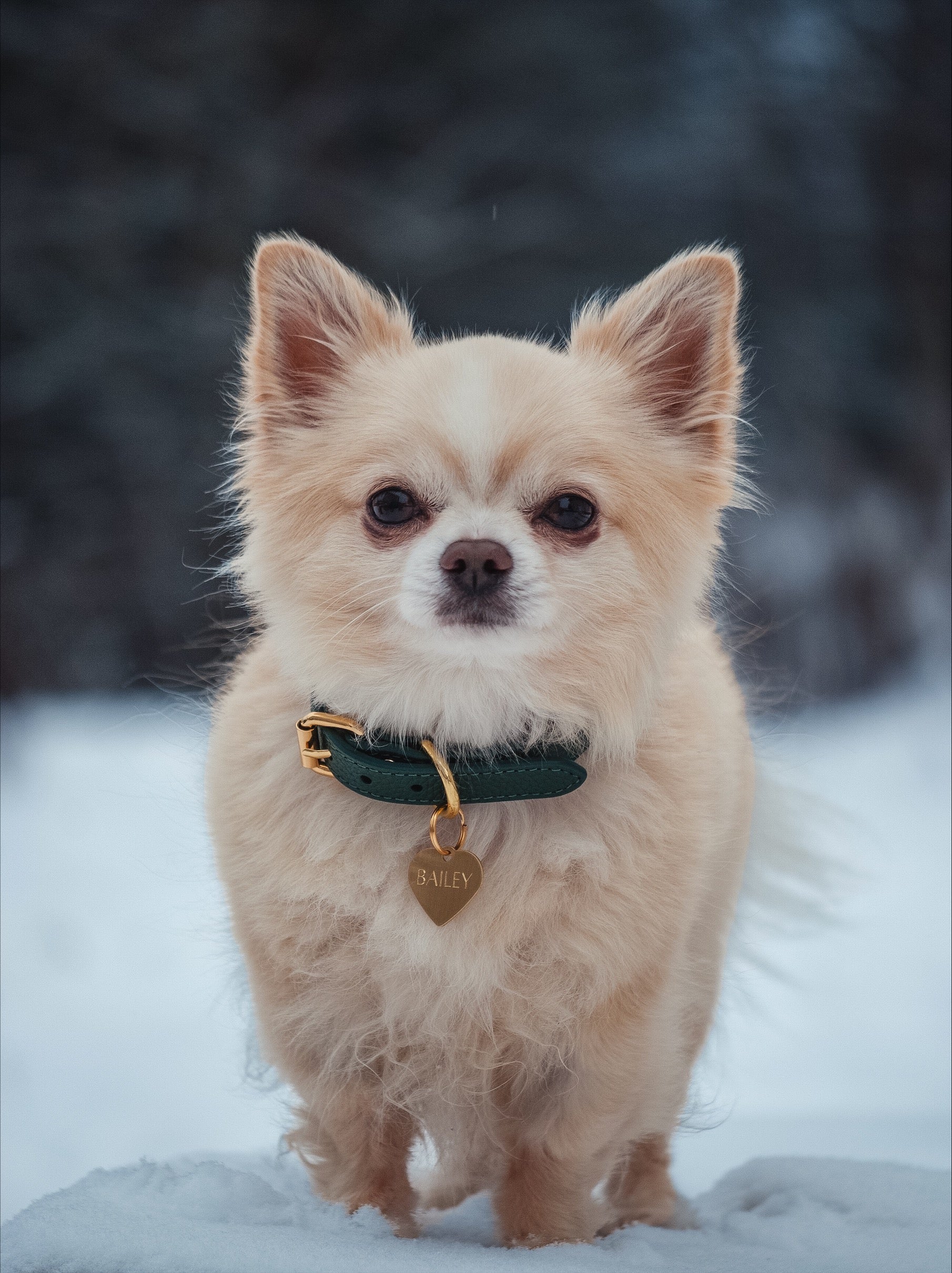 Collare per Cani Verde Scuro Sottile