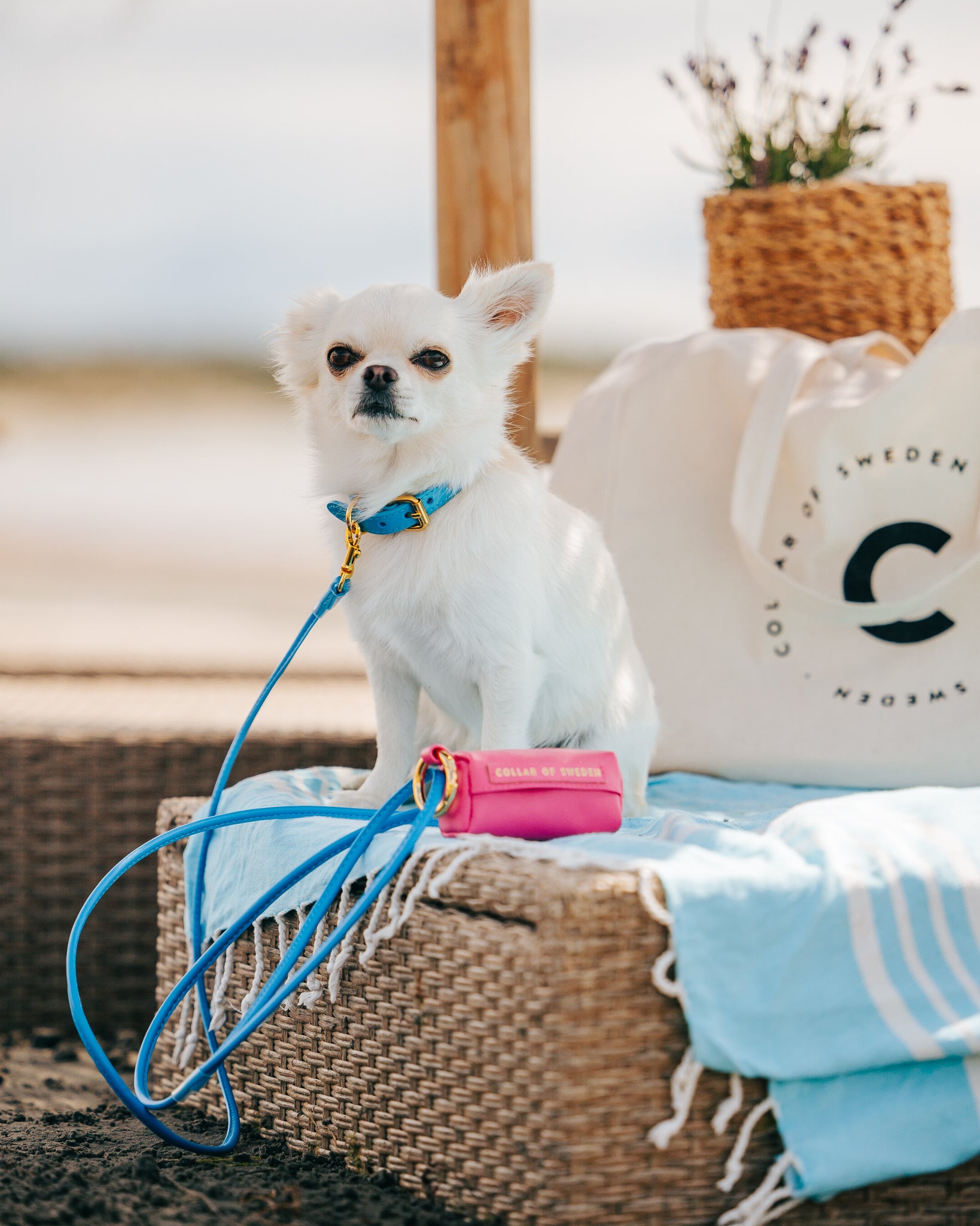 Collare per Cani Sottile Blu Neon