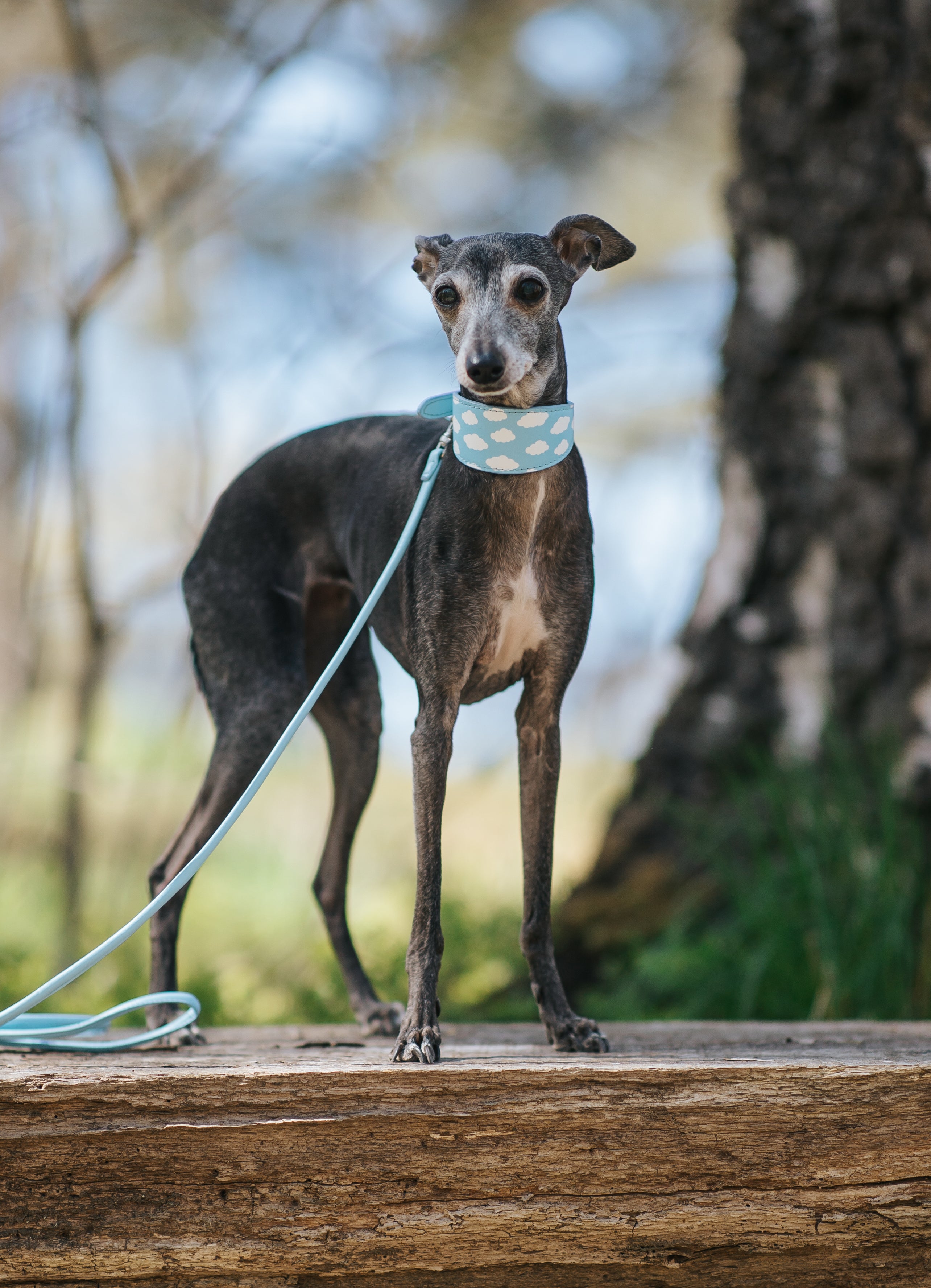 Collare per Cani "Clouds" Largo