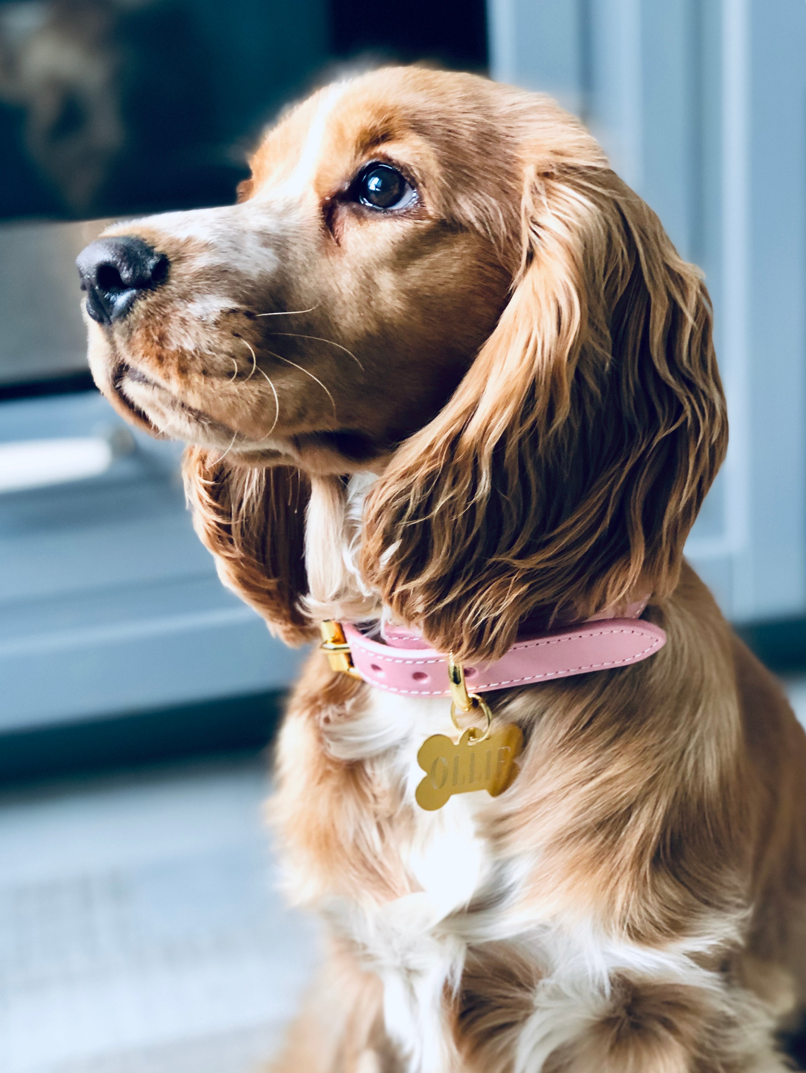 Collare per Cani Rosa Sottile