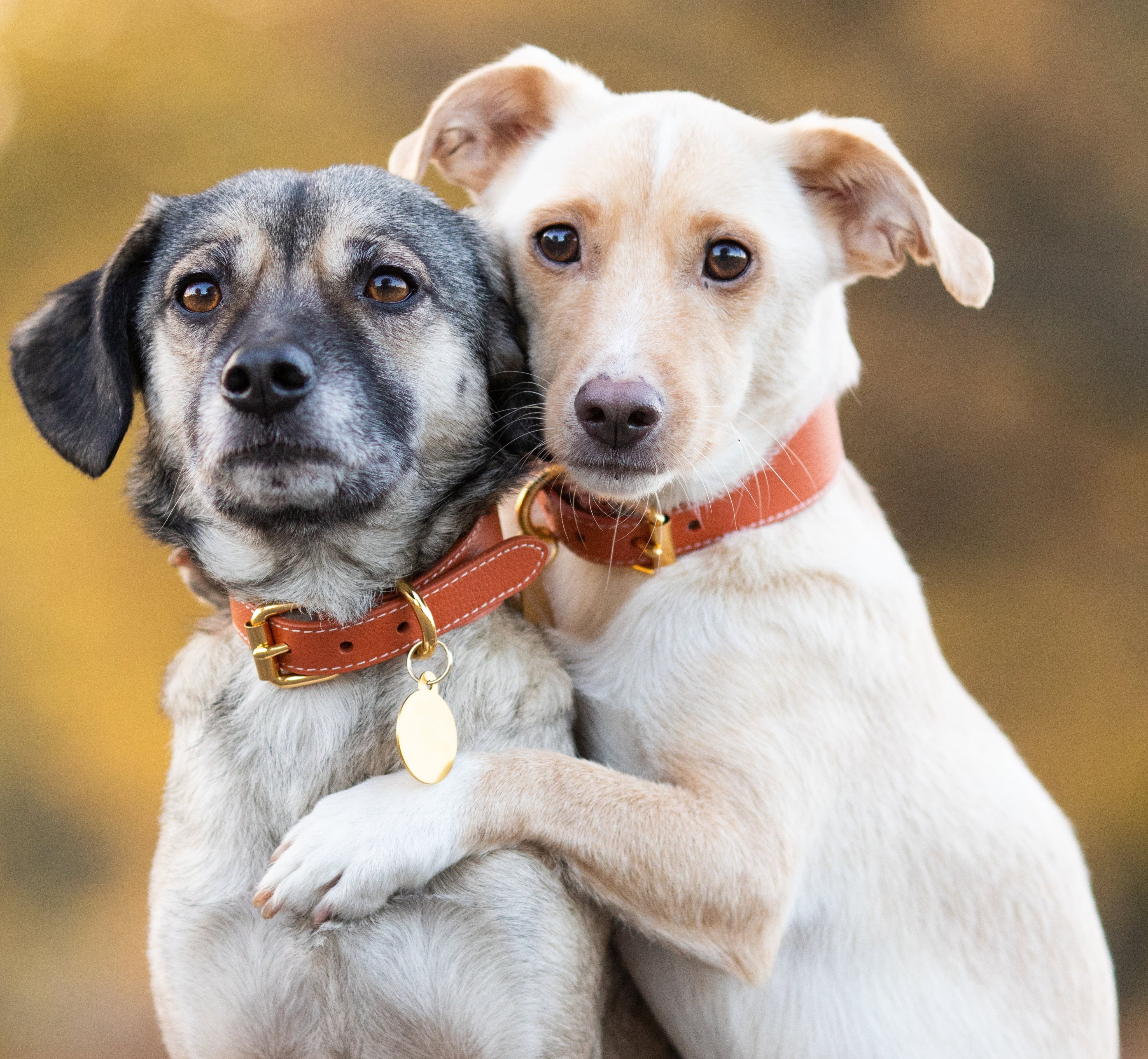 Collare largo per cani Cognac