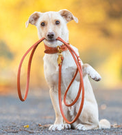 Guinzaglio per Cani Cognac