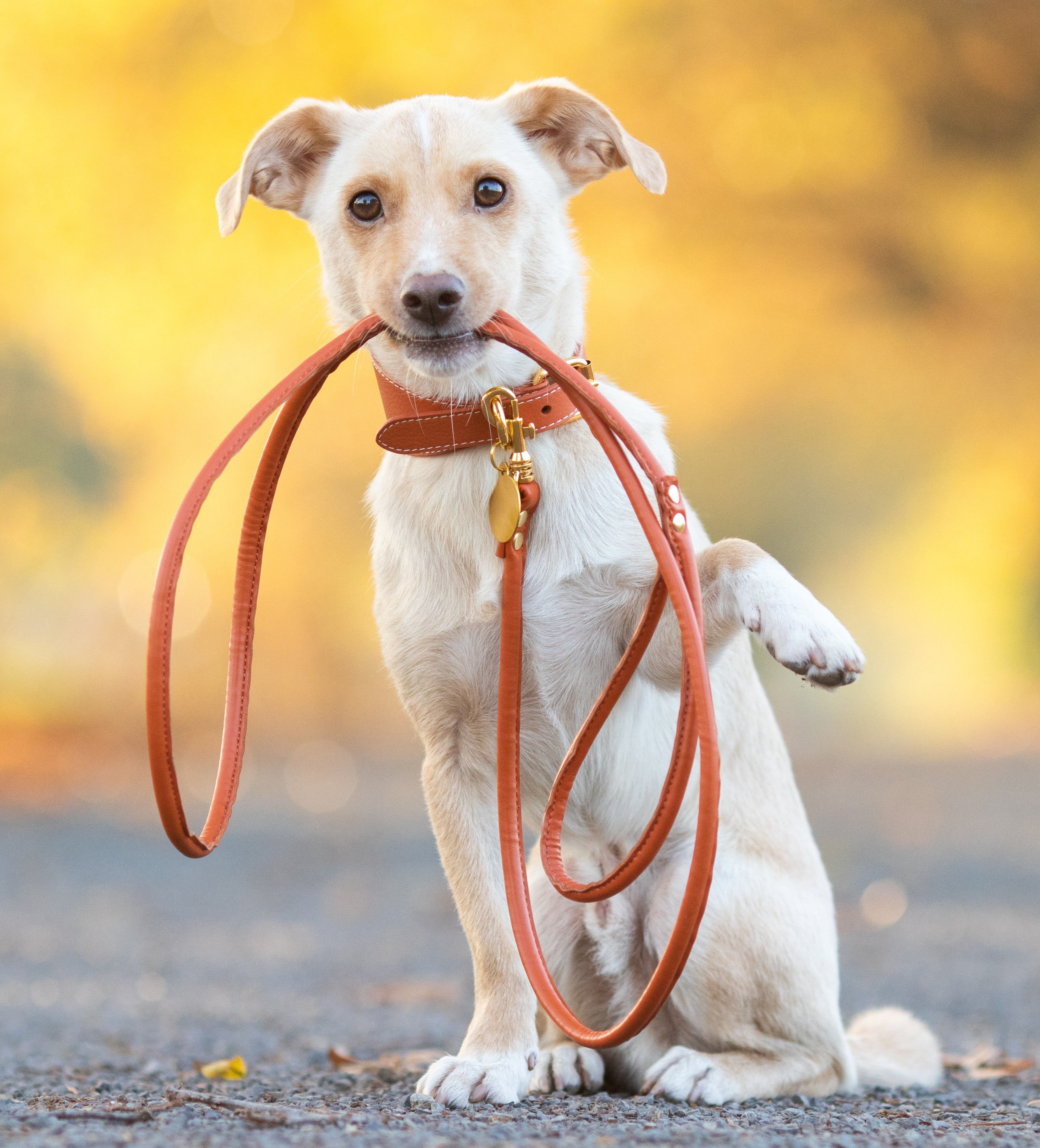 Guinzaglio per Cani Cognac