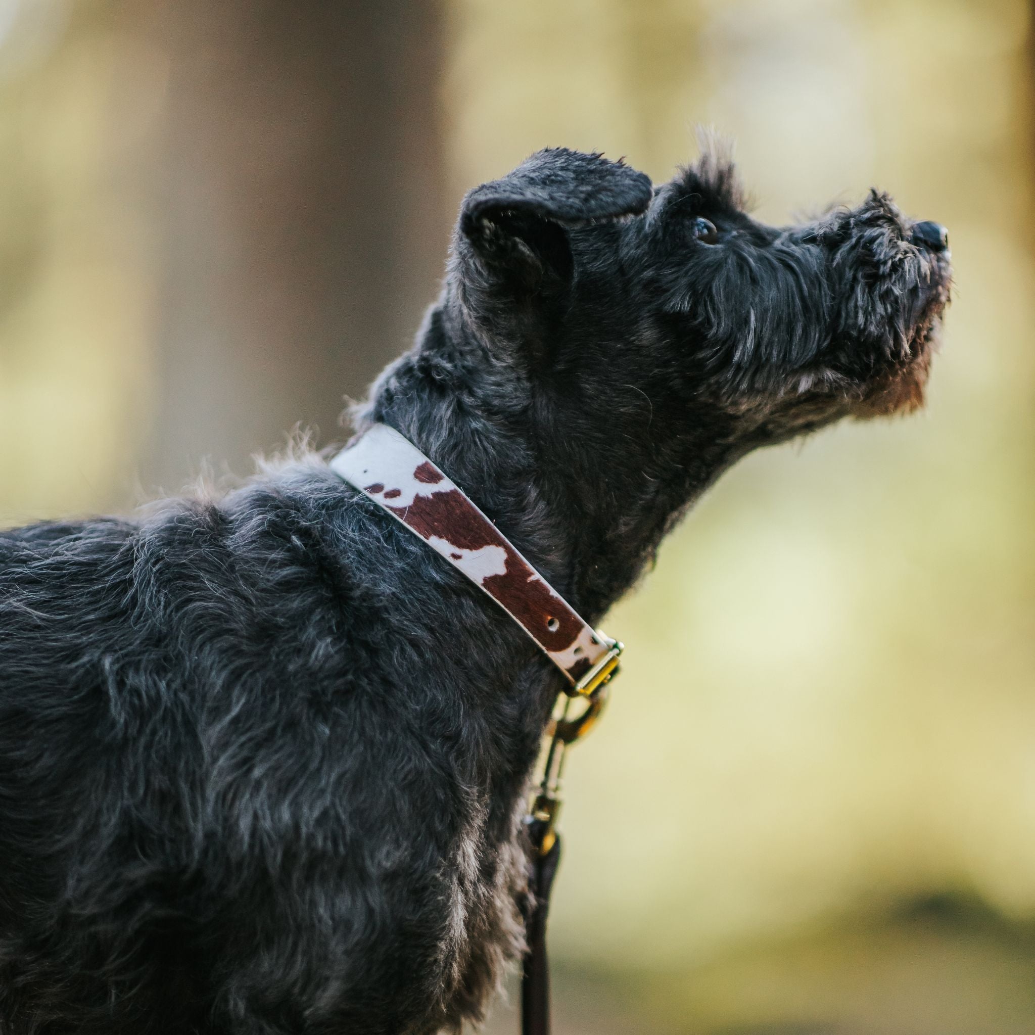 Collare per Cani in Pelle Sottile