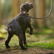 Collare per Cani in Pelle Sottile