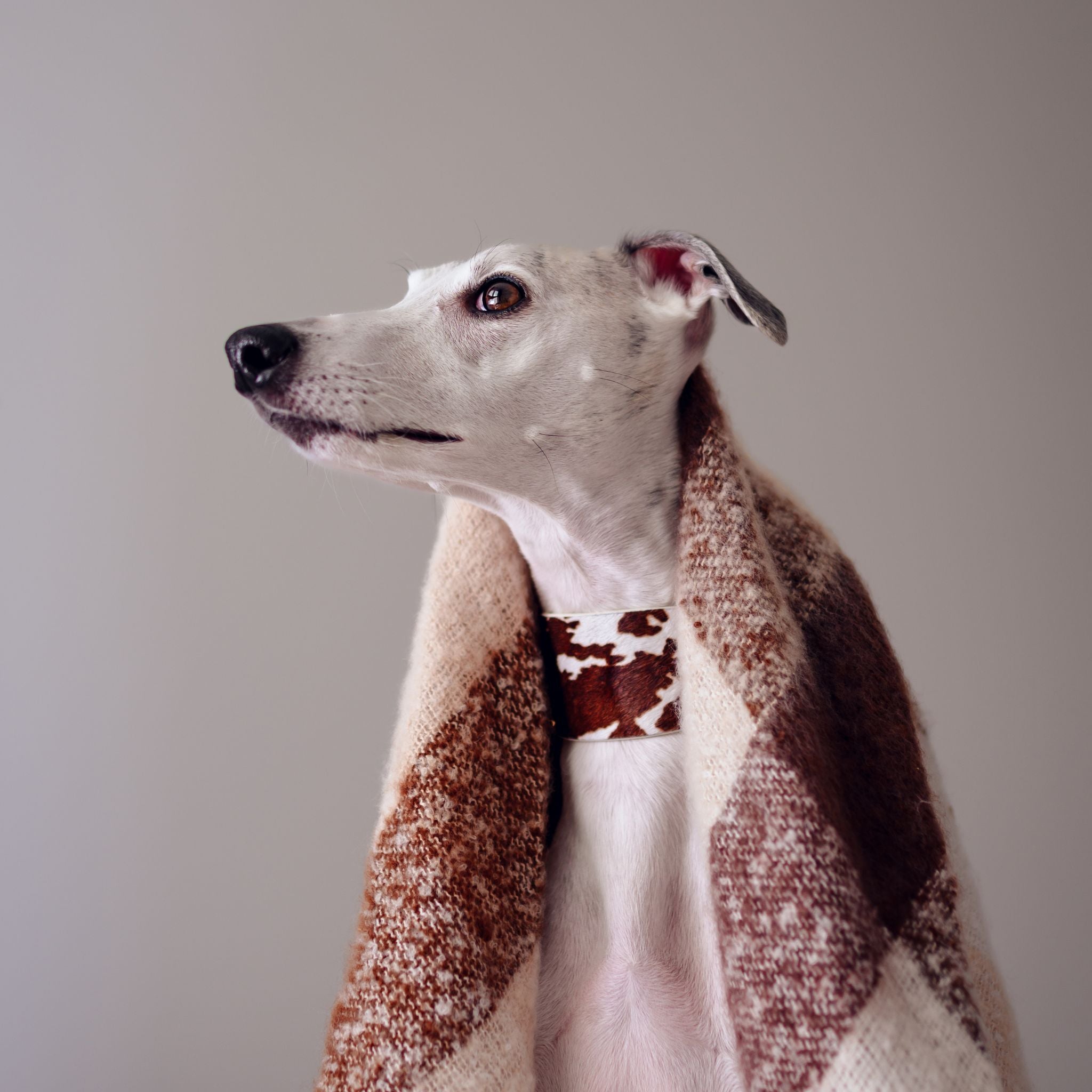 Collare per Cani in Pelle Largo