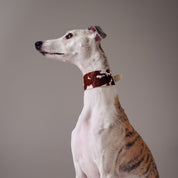 Collare per Cani in Pelle Largo