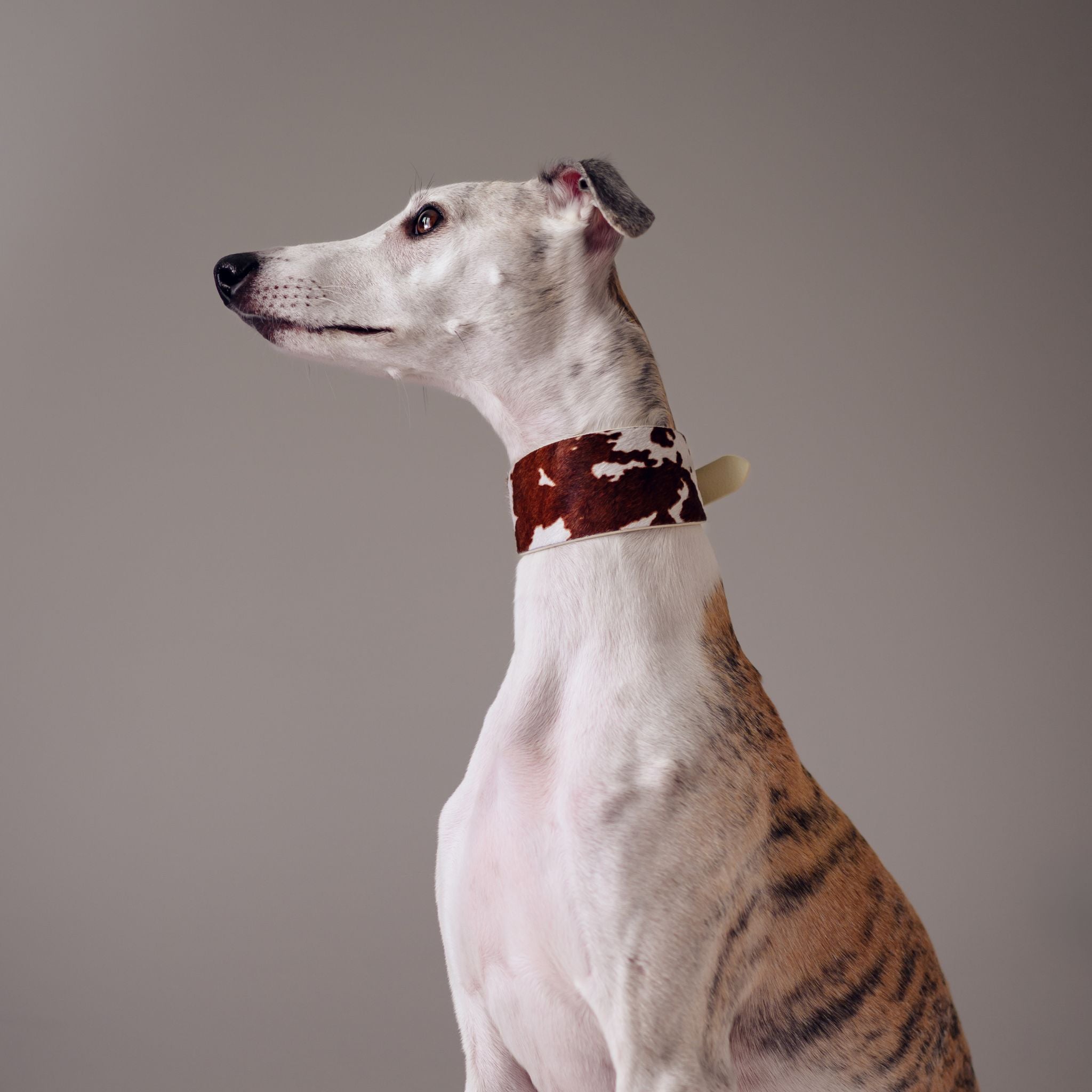 Collare per Cani in Pelle Largo