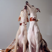 Collare per Cani in Pelle Largo