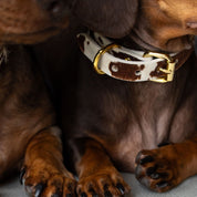 Collare per Cani in Pelle Sottile