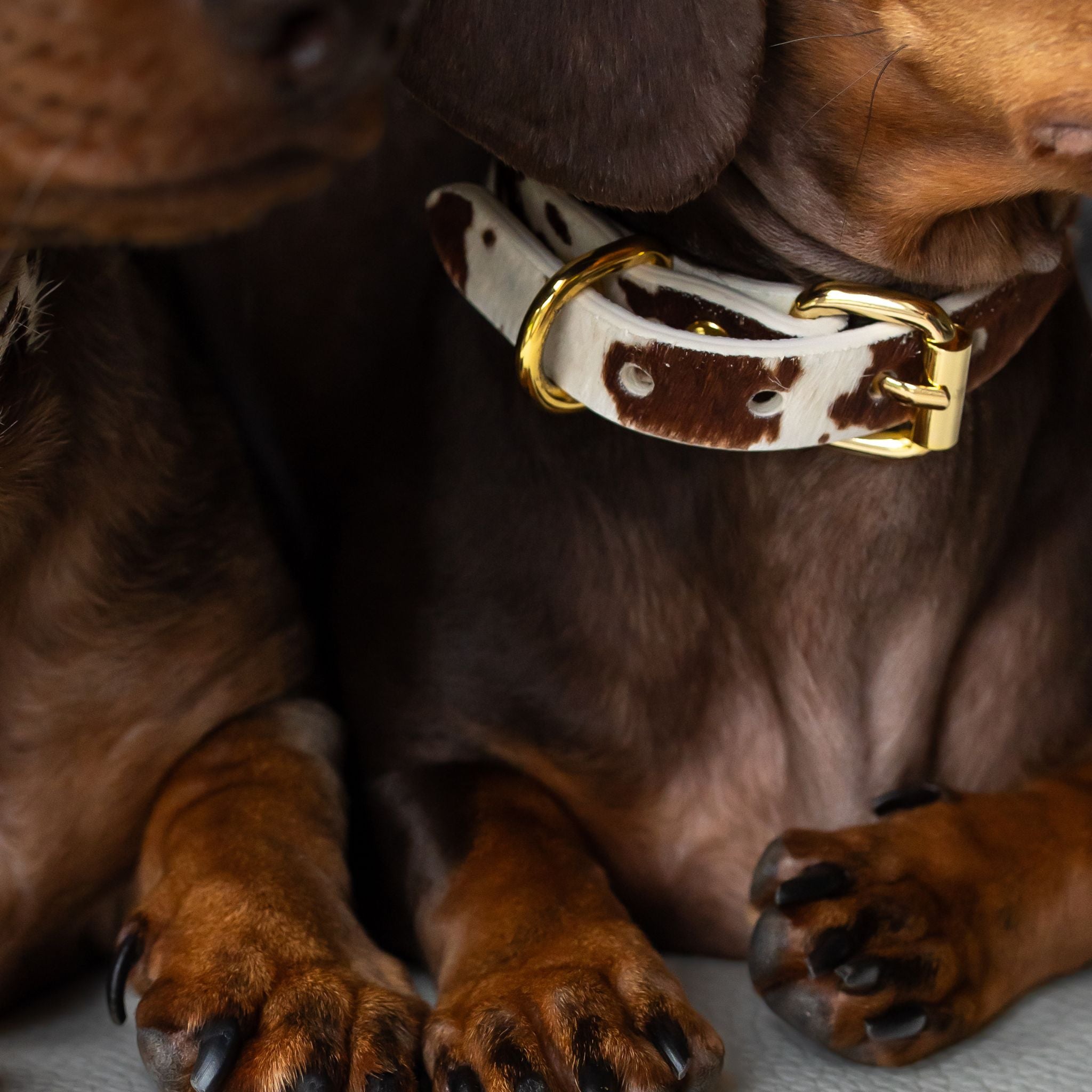 Collare per Cani in Pelle Sottile