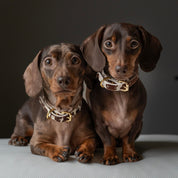 Collare per Cani in Pelle Sottile