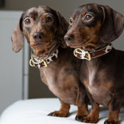 Collare per Cani in Pelle Sottile