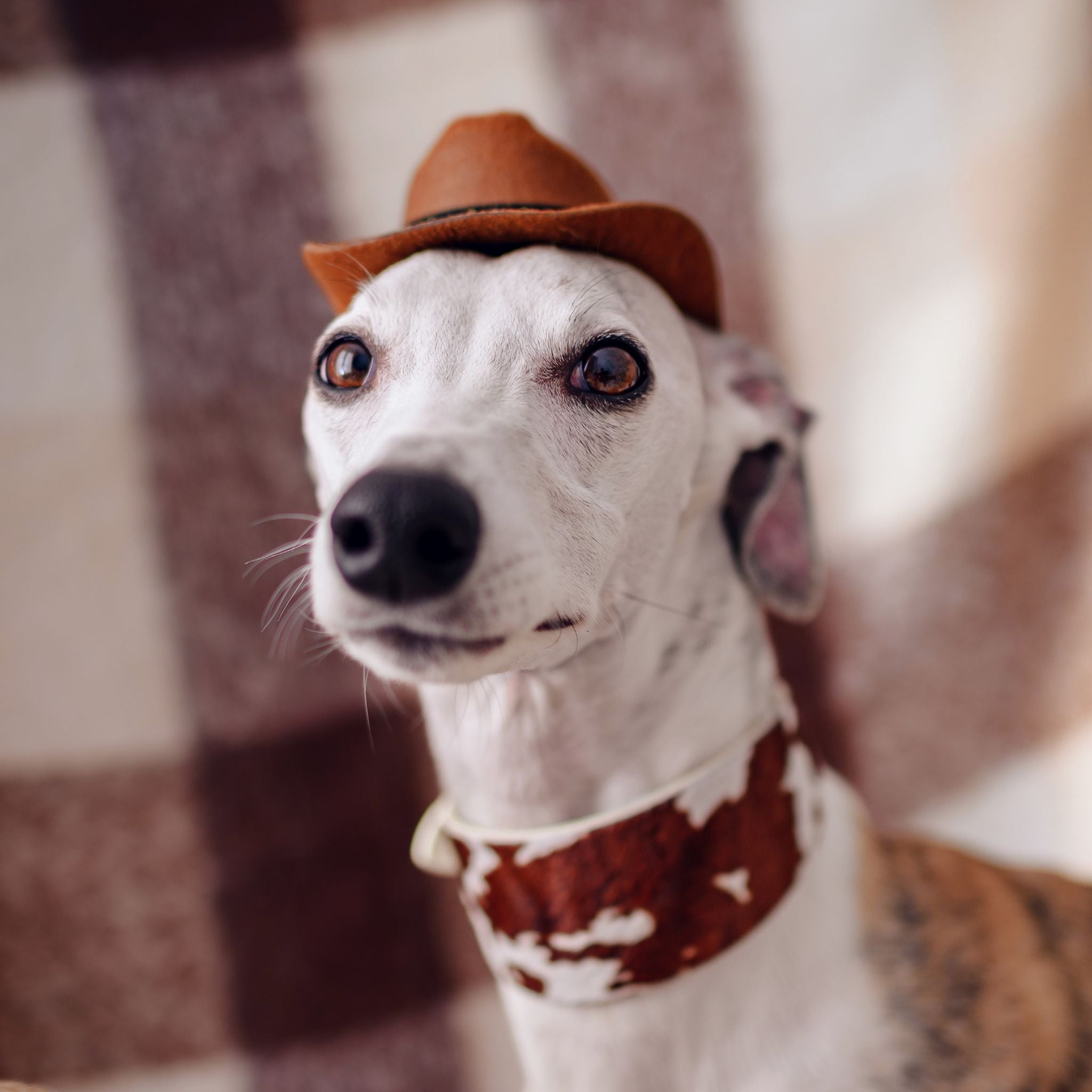 Collare per Cani in Pelle Largo