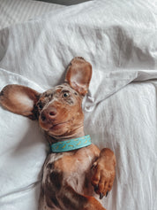 Collare per Cani Sottile Bananas