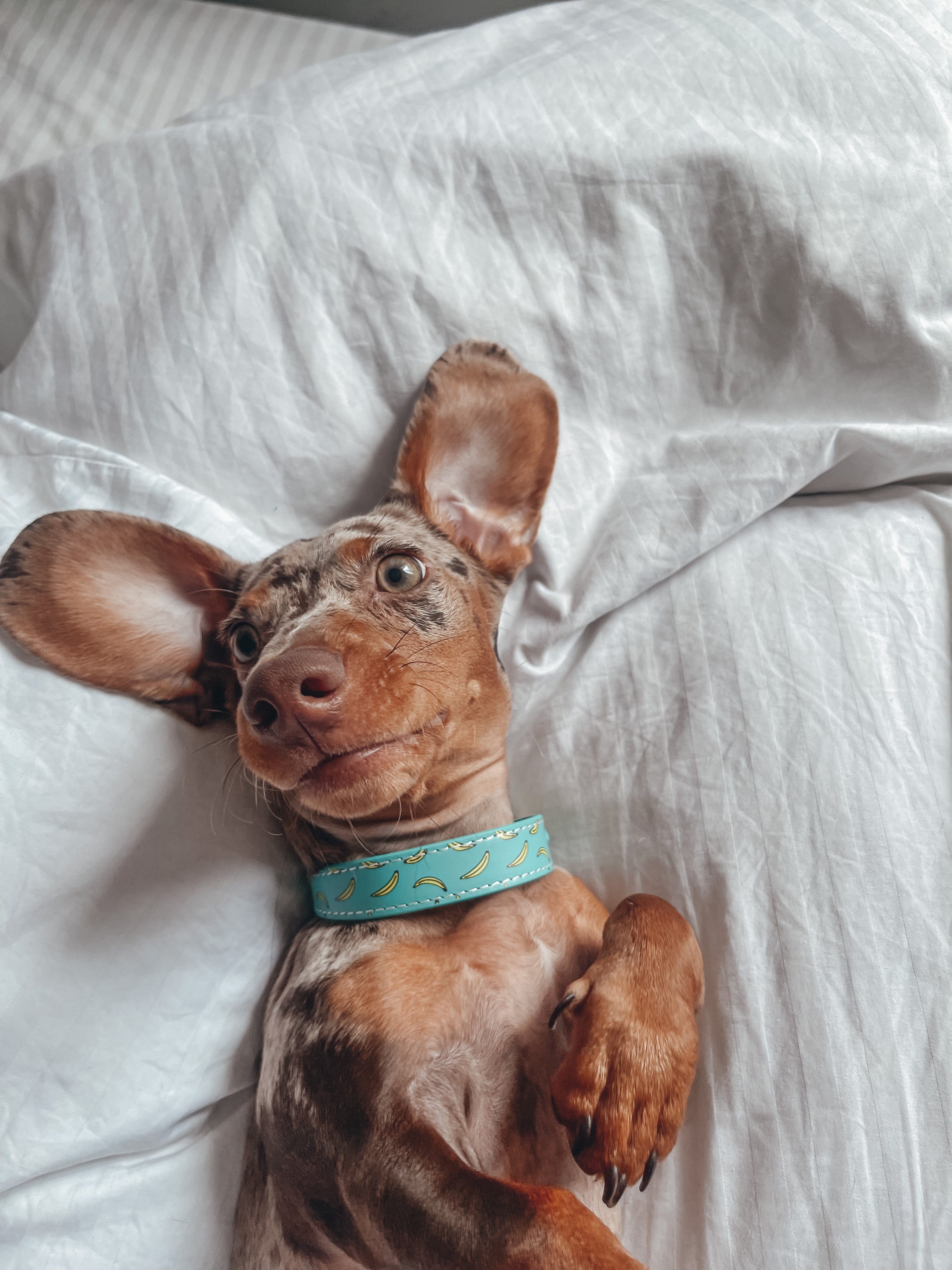 Collare per Cani Sottile Bananas